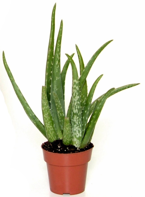 10-air-purifying-plants-for-your-home-&-office_06