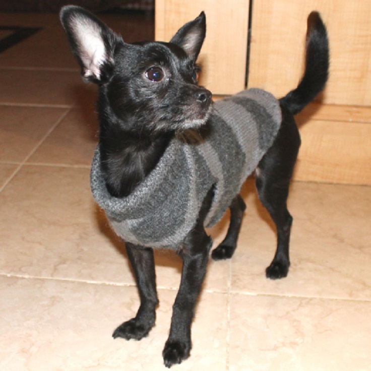 dog-sweater-1