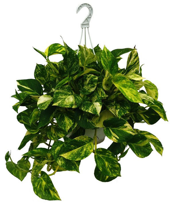 10 air purifying plants for your home & office
